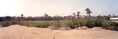 a view from the oasis back at Giza